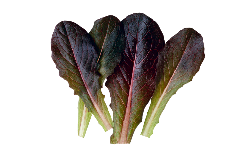 Baby Red Romaine Leaf