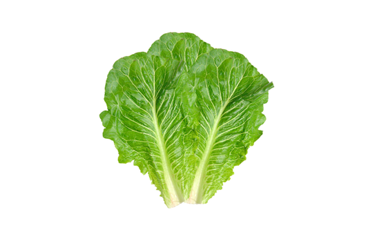 Baby Green Romaine Leaf