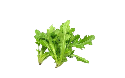 Baby Green Oakleaf