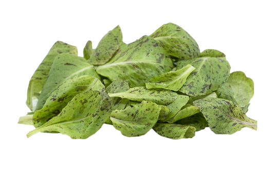 Freckles Romaine Baby Leaf